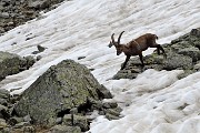 Anello Laghi di Ponteranica-Monte Avaro dai Piani il 10 giugno 2018 - FOTOGALLERY